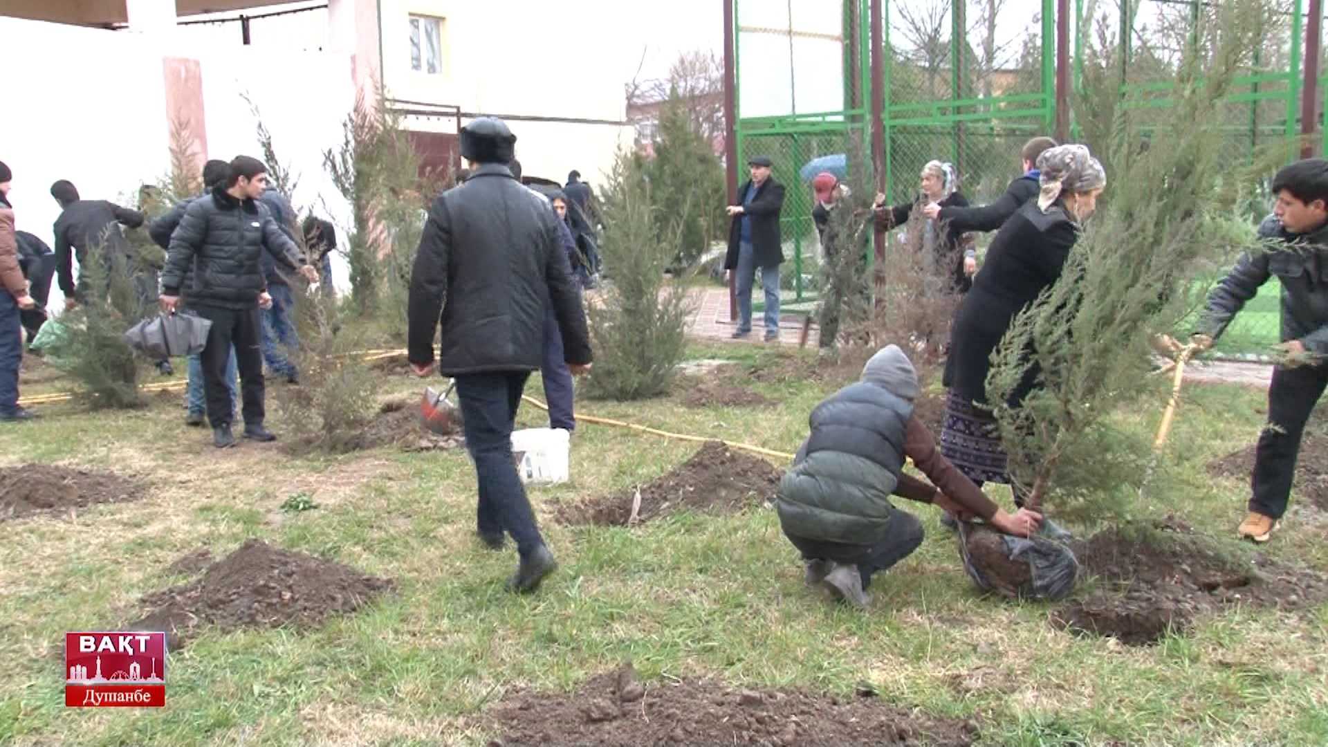 Ҳашари ниҳолшинонӣ зери шиори “Саҳми ман дар шаҳри ман” дар Коллеҷи муҳандисию омӯзгории шаҳри Душанбе