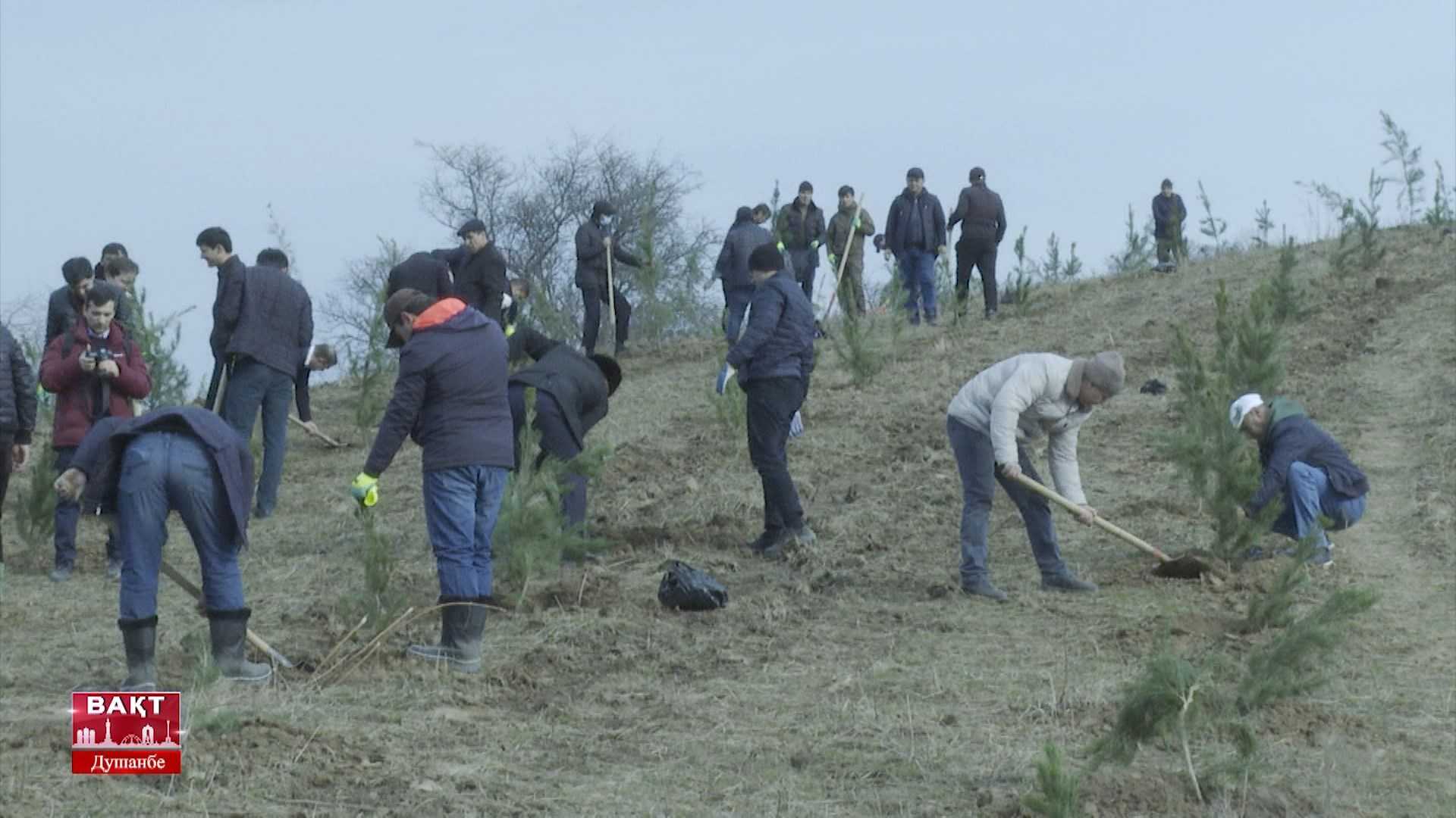 Маъракаи ниҳолшинонӣ дар гӯшаву канори шаҳри Душанбе бовусъат идома дорад