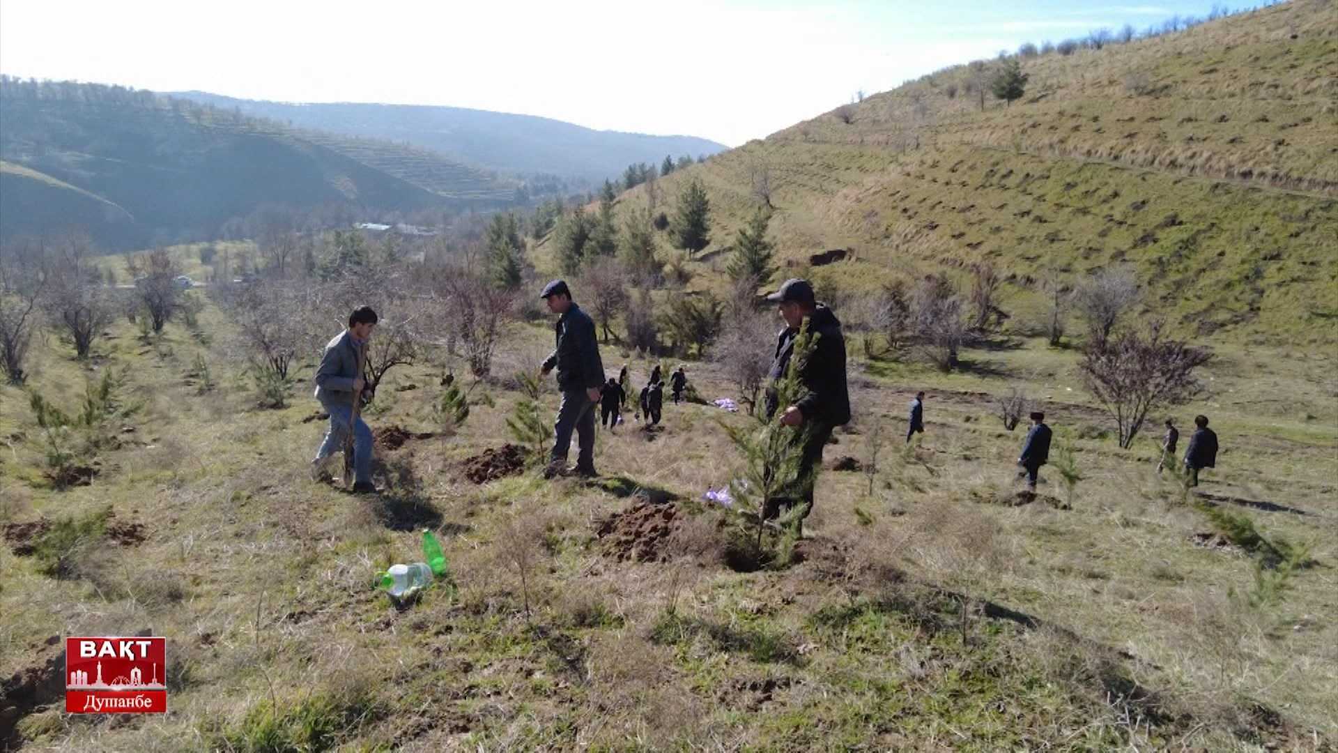 Кормандони Муассисаи давлатии "Равшании Душанбешаҳр" дар маъракаи ниҳолшинонӣ 2280 бех арча шинониданд