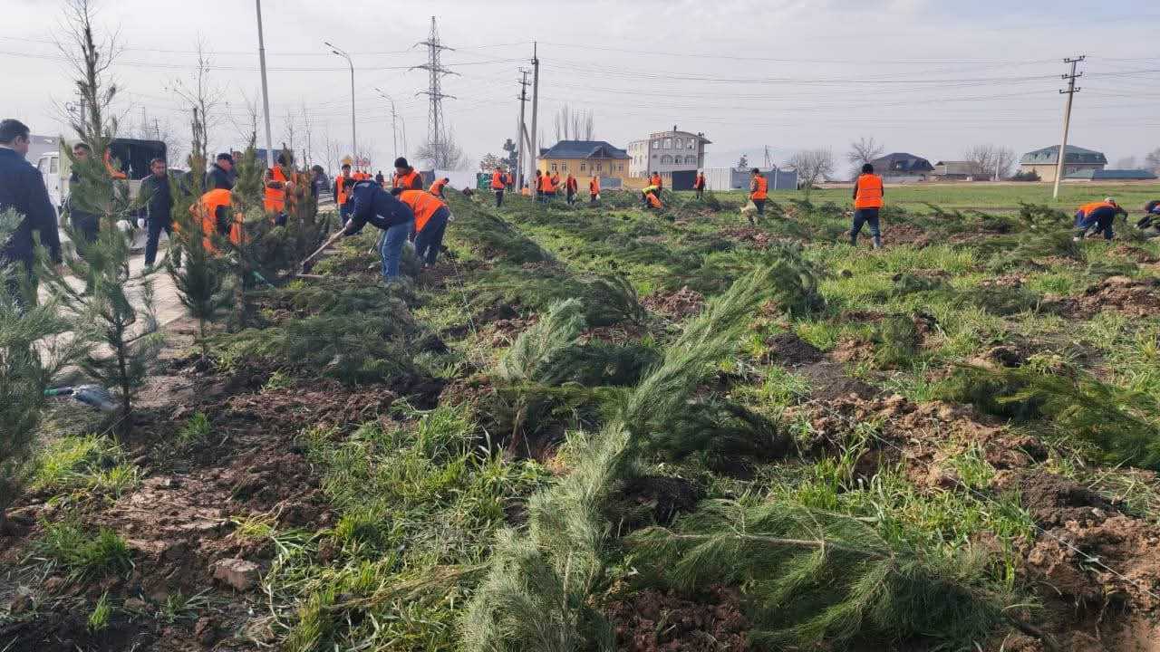 ШИНОНИДАНИ ЗИЁДА АЗ ҲАЗОР БЕХ ДАРАХТИ ҲАМЕШАСАБЗ ДАР НОҲИЯИ СИНО